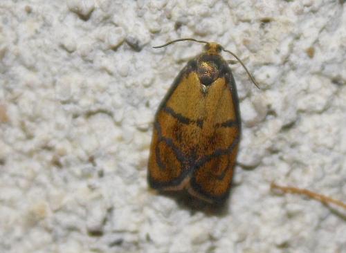 Réf. 196 011 : Ptycholoma lecheana